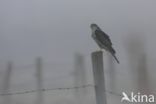 Sparrow Hawk (Accipiter nisus)
