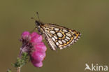 Spiegeldikkopje (Heteropterus morpheus)