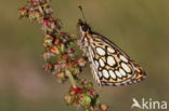 Spiegeldikkopje (Heteropterus morpheus)