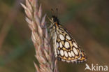 Large Chequered Skipper (Heteropterus morpheus)