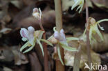 Epipogium aphyllum