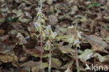 Epipogium aphyllum