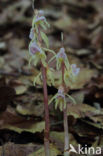 Spookorchis (Epipogium aphyllum)