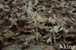 Epipogium aphyllum