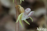 Spookorchis (Epipogium aphyllum)