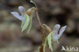 Spookorchis (Epipogium aphyllum)