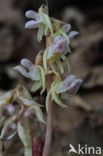 Spookorchis (Epipogium aphyllum)