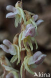 Spookorchis (Epipogium aphyllum)