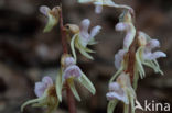 Epipogium aphyllum