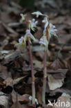 Epipogium aphyllum