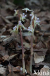 Spookorchis (Epipogium aphyllum)