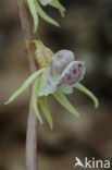Epipogium aphyllum