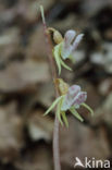 Spookorchis (Epipogium aphyllum)