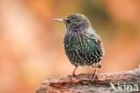 Spreeuw (Sturnus vulgaris)