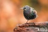 Spreeuw (Sturnus vulgaris)