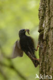 European Starling (Sturnus vulgaris)