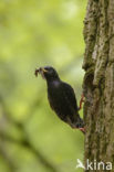 Spreeuw (Sturnus vulgaris)