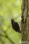 Spreeuw (Sturnus vulgaris)