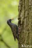 Spreeuw (Sturnus vulgaris)