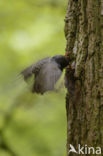 European Starling (Sturnus vulgaris)