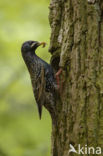 Spreeuw (Sturnus vulgaris)