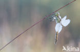 Steenrode heidelibel (Sympetrum vulgatum)