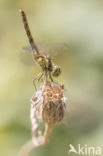 Steenrode heidelibel (Sympetrum vulgatum)