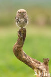 Little Owl (Athene noctua)