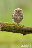 Little Owl (Athene noctua)