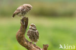 Steenuil (Athene noctua)