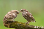 Steenuil (Athene noctua)