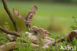 Steenuil (Athene noctua)