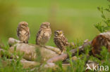 Steenuil (Athene noctua)