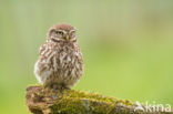 Little Owl (Athene noctua)