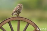 Little Owl (Athene noctua)