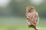 Little Owl (Athene noctua)