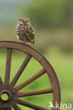 Little Owl (Athene noctua)