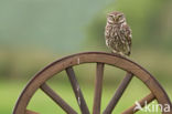 Little Owl (Athene noctua)