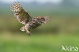 Little Owl (Athene noctua)