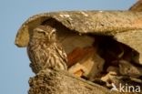 Little Owl (Athene noctua)