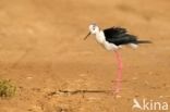 Black-winged Stilt (Himantopus himantopus)