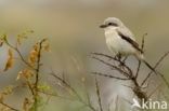 Steppe Grey Shrike (Lanius pallidirostris)