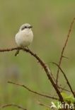 Steppe Grey Shrike (Lanius pallidirostris)