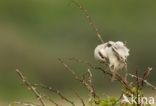 Steppe Grey Shrike (Lanius pallidirostris)