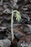 Yellow Bird s Nest (Monotropa hypopitys)