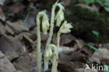 Yellow Bird s Nest (Monotropa hypopitys)
