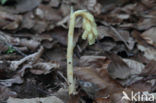 Yellow Bird s Nest (Monotropa hypopitys)