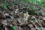 Yellow Bird s Nest (Monotropa hypopitys)