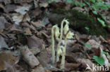 Yellow Bird s Nest (Monotropa hypopitys)