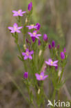 Seaside Centaury (Centaurium littorale)